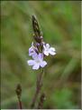 verbena_officinalis6476
