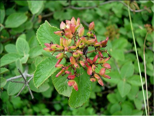 viburnum_lantana6469