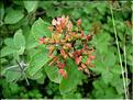 viburnum_lantana6469