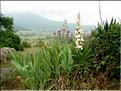 yucca_gloriosa6488