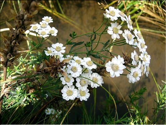 achillea_ptarmicaPyr7130