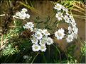 achillea_ptarmicaPyr7130