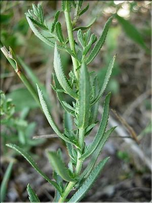 achillea_ptarmicaPyr7103