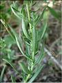 achillea_ptarmicaPyr7103