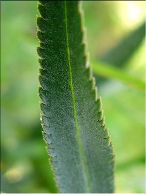 achillea_ptarmicaPyr7127