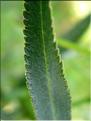 achillea_ptarmicaPyr7127