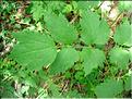 actaea_spicata7097