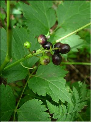 actaea_spicata7098
