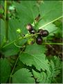 actaea_spicata7098
