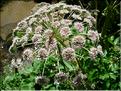 angelica_sylvestris7114
