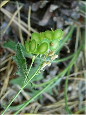 biscutella_laevigata7042