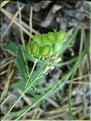 biscutella_laevigata7042