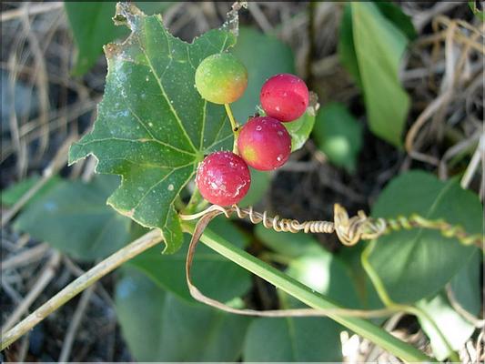 bryonia_dioica7012
