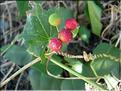 bryonia_dioica7012