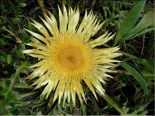 carlina_acanthifolia_cy7094
