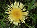carlina_acanthifolia_cy7094