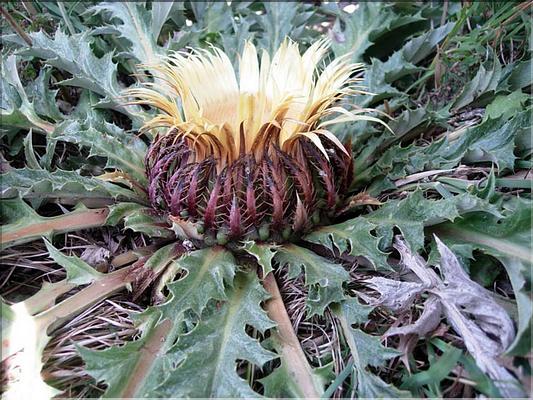 carlina_acanthifolia_cy7106