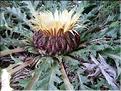 carlina_acanthifolia_cy7106