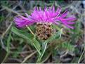 centaurea_jacea_grand7031