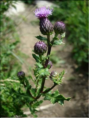 cirsium_arvense7126