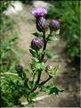 cirsium_arvense7126