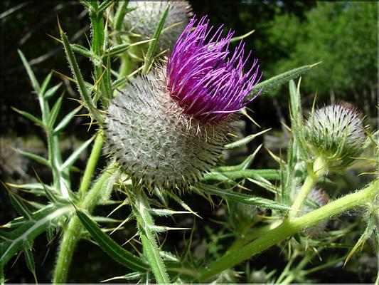 cirsium_eriophorum7141