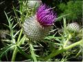 cirsium_eriophorum7141