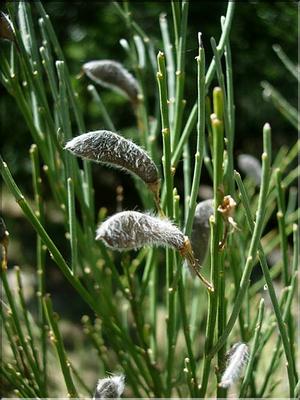 cytisus_oromedit7056