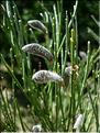 cytisus_oromedit7056