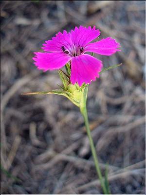 dianthus_carthusianor7021