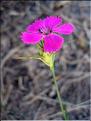 dianthus_carthusianor7021