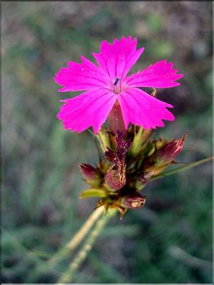 dianthus_carthusianorum7037