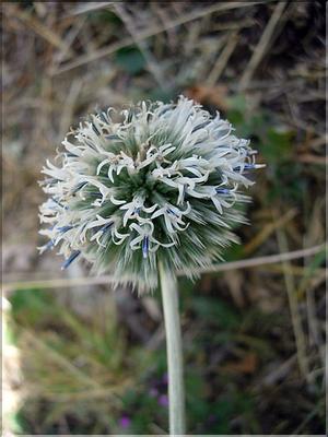 echinops_sphaerocephal7144