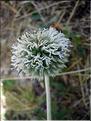echinops_sphaerocephal7144