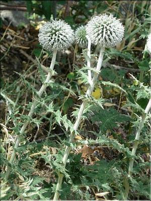 echinops_sphaerocephal7146