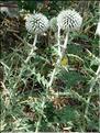 echinops_sphaerocephal7146