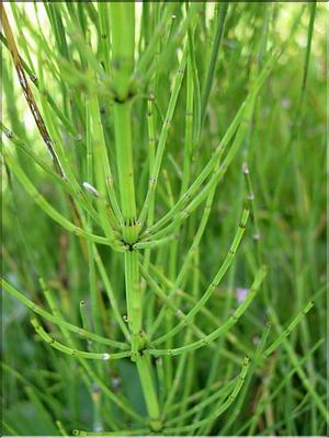 equisetum_palustris7134