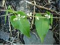fallopia_convolvulus7016