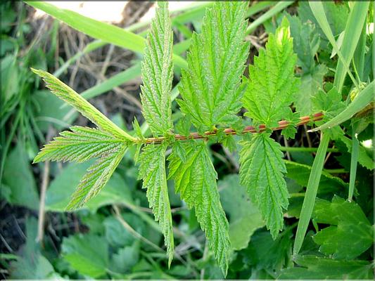 filipendula_ulmaria7018