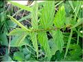 filipendula_ulmaria7018