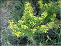 galium_verum7030