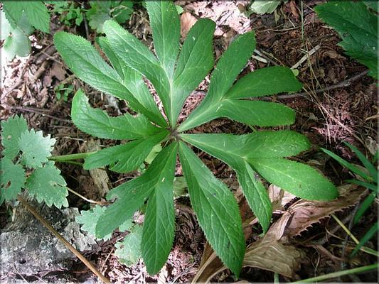 helleborus_viridis7075