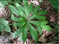 helleborus_viridis7075