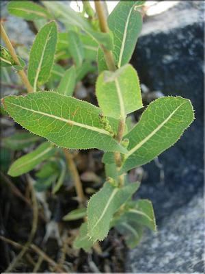 lactuca_serriola7014