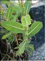 lactuca_serriola7014