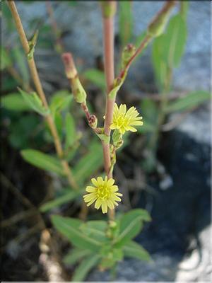 lactuca_serriola7015