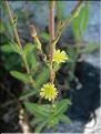lactuca_serriola7015