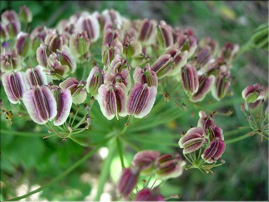 lasepitium_latifolium7100