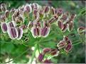 lasepitium_latifolium7100