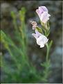 linaria_repens7008
